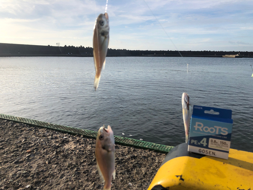 イシモチの釣果