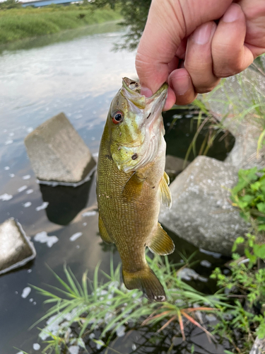 スモールマウスバスの釣果