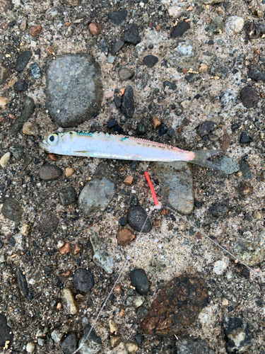 イワシの釣果