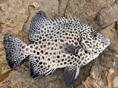 イシガキダイの釣果