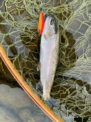 ニジマスの釣果