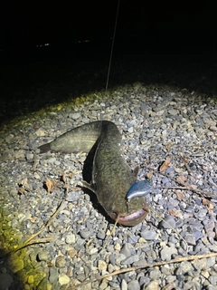 ナマズの釣果