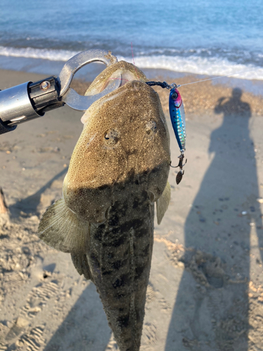 マゴチの釣果