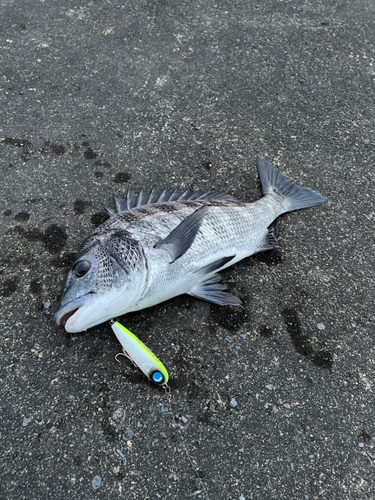 クロダイの釣果