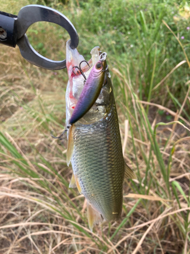 ハスの釣果