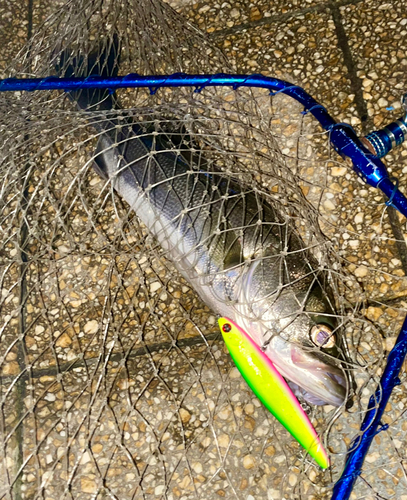 シーバスの釣果