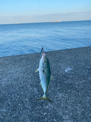 ハマチの釣果