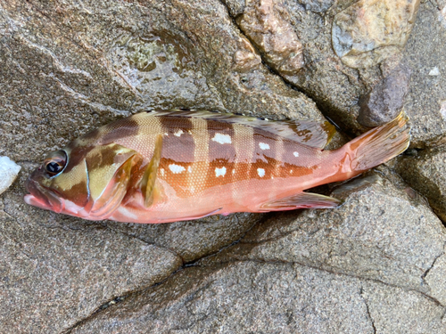 アカハタの釣果