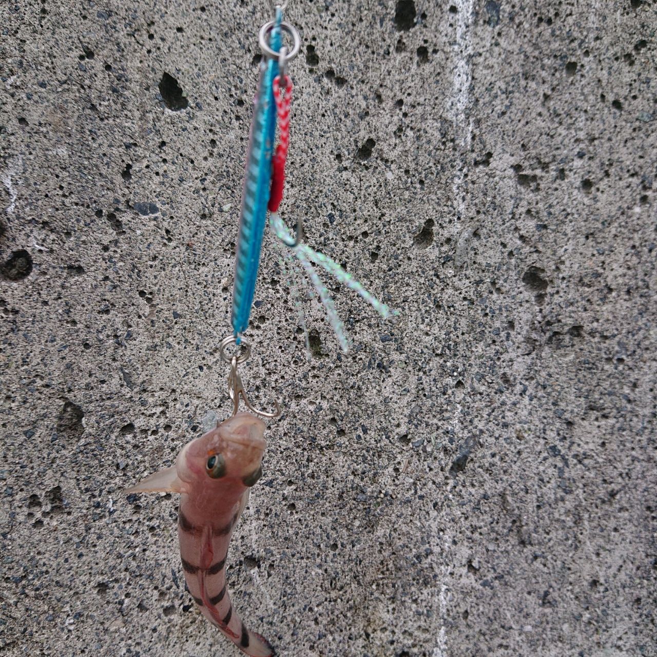 リュウグウハゼ