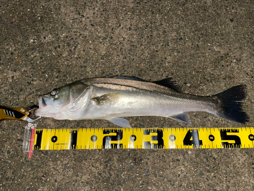 シーバスの釣果