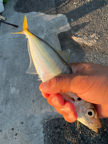 マアジの釣果