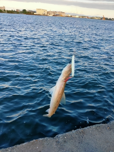 エソの釣果