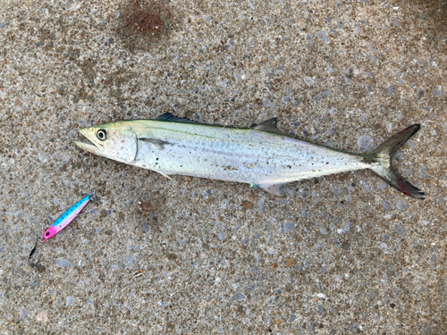 サゴシの釣果