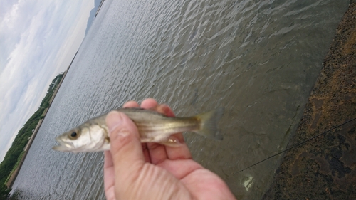 セイゴ（タイリクスズキ）の釣果