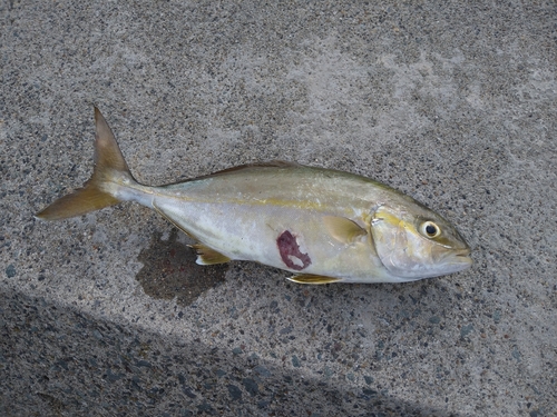 ショゴの釣果