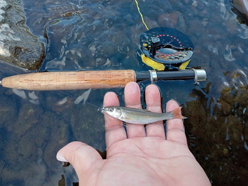 ウグイの釣果