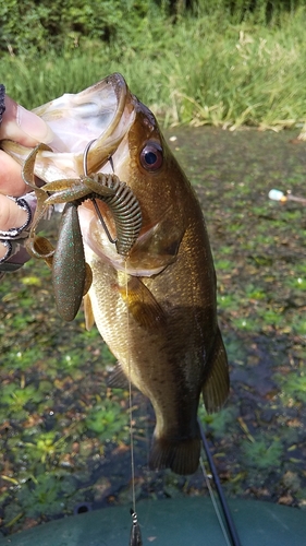 ブラックバスの釣果