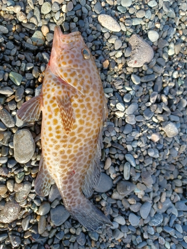 オオモンハタの釣果