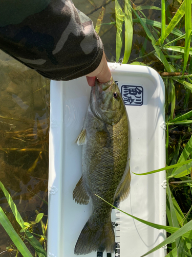 スモールマウスバスの釣果