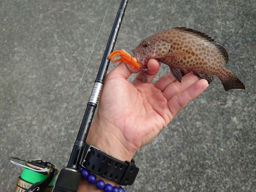 オオモンハタの釣果