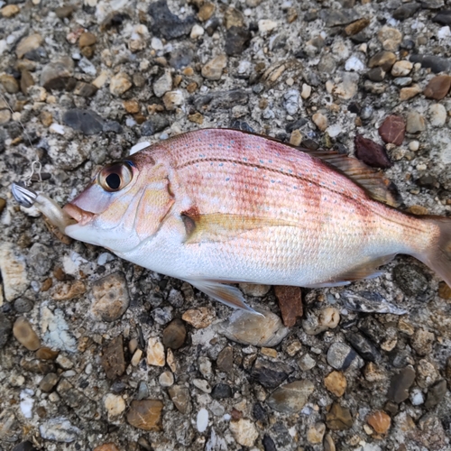 チャリコの釣果