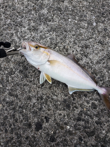 ネイリの釣果