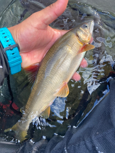 アユの釣果