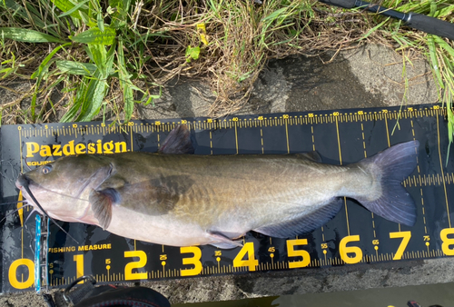 アメリカナマズの釣果