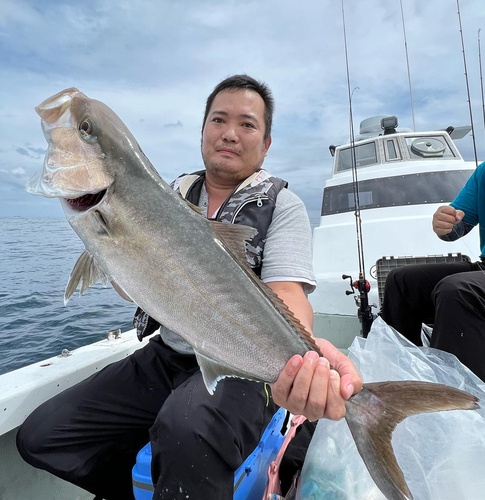 カンパチの釣果