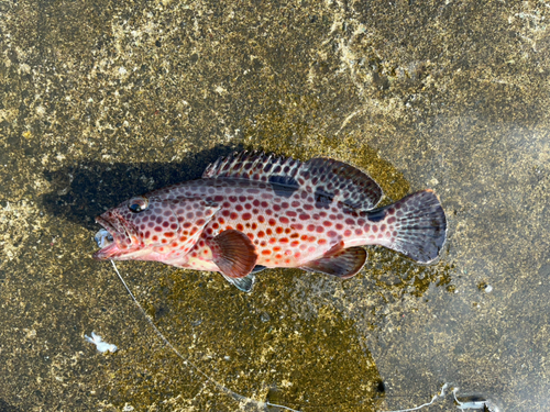 ノミノクチの釣果