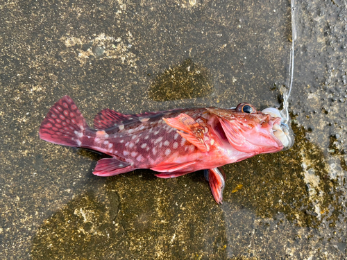 カサゴの釣果