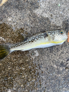 ショウサイフグの釣果