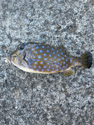 ハコフグの釣果