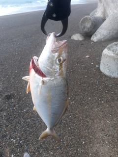 ショゴの釣果