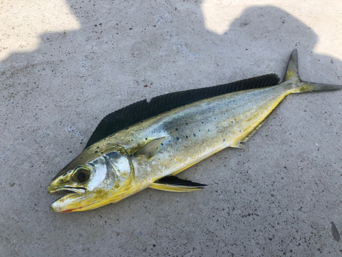 シイラの釣果