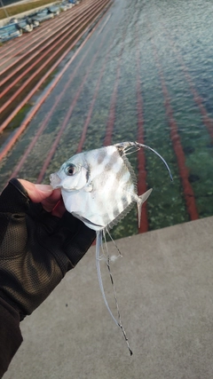 イトヒキアジの釣果