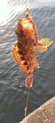 カサゴの釣果