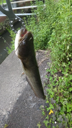 ナマズの釣果