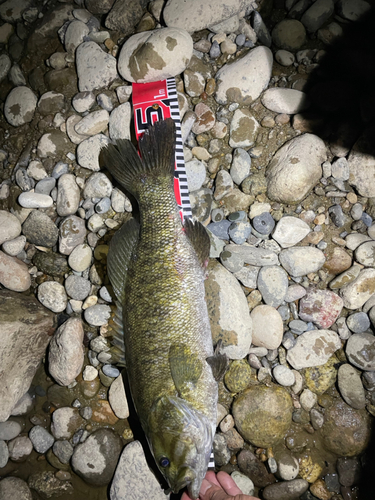 スモールマウスバスの釣果