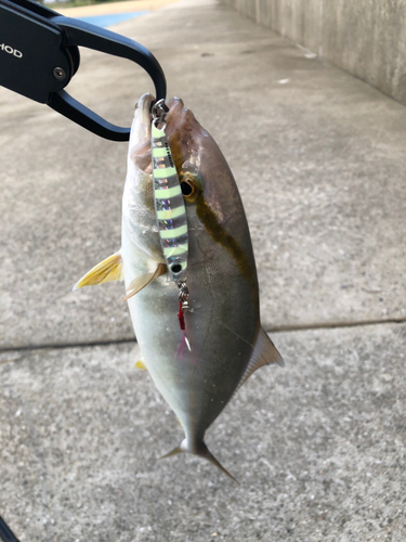 ショゴの釣果