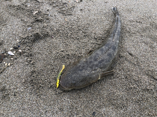 マゴチの釣果