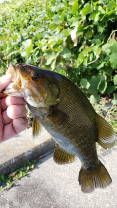 スモールマウスバスの釣果