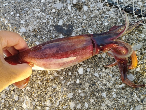 ヤリイカの釣果