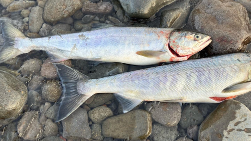 アキアジの釣果