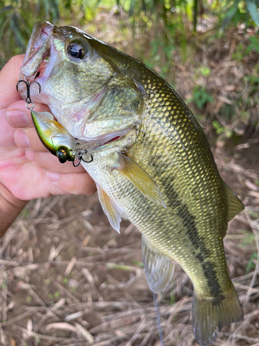 ラージマウスバスの釣果