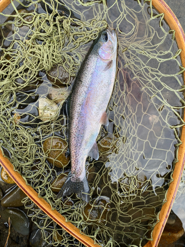 ニジマスの釣果