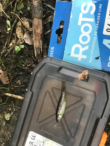 タカハヤの釣果