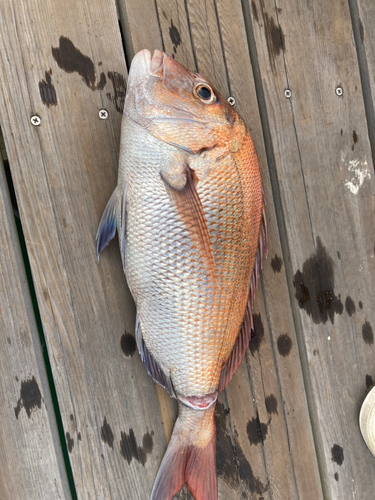 タイの釣果