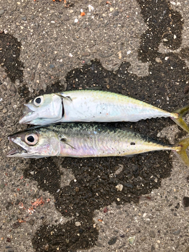 サバの釣果