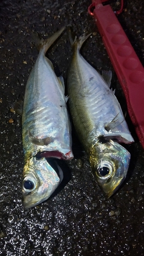 アジの釣果